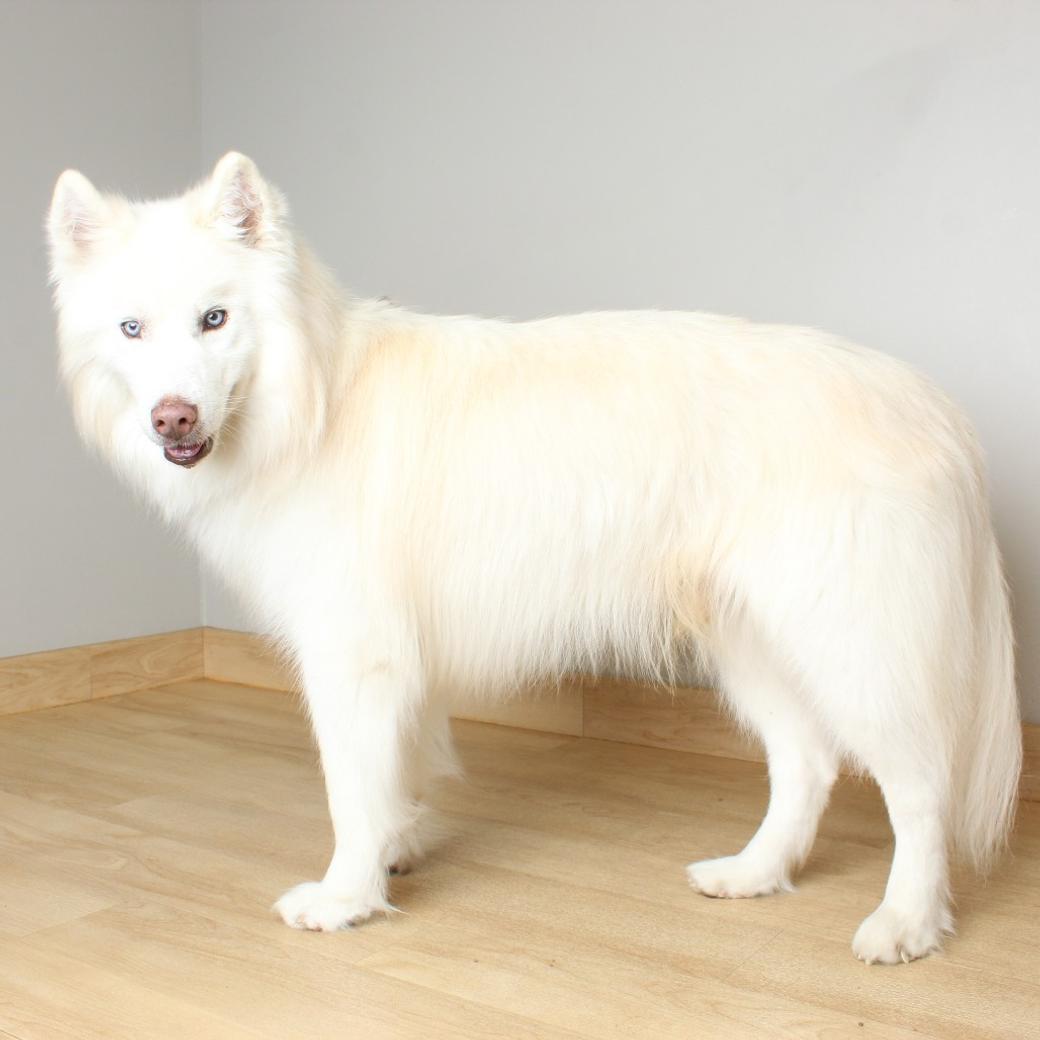 A beautiful white, fluffy dog stands on four legs and stares straight into the camera lens.