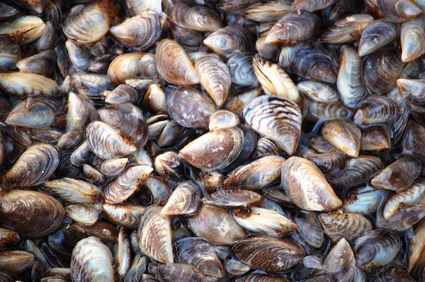 Photo of very many quagga mussels