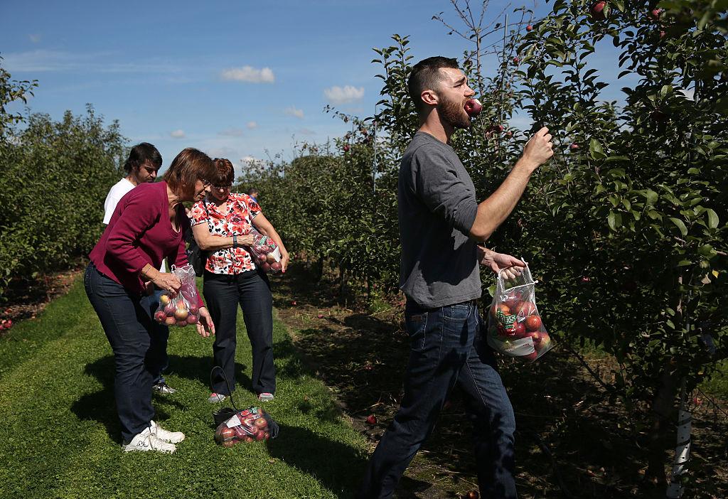 Apple picking at Lang's Orchard in Woodstock in 2015