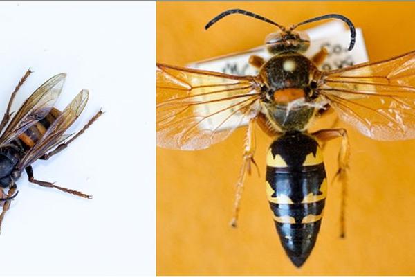 Here's Why You Don't Need to Worry About 'Murder Hornets' image