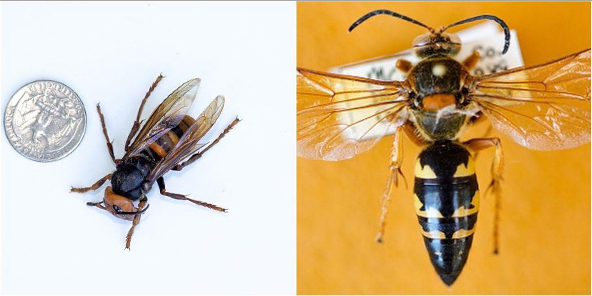 A Northern Giant Hornet pictured next to a Cicada Wasp Killer