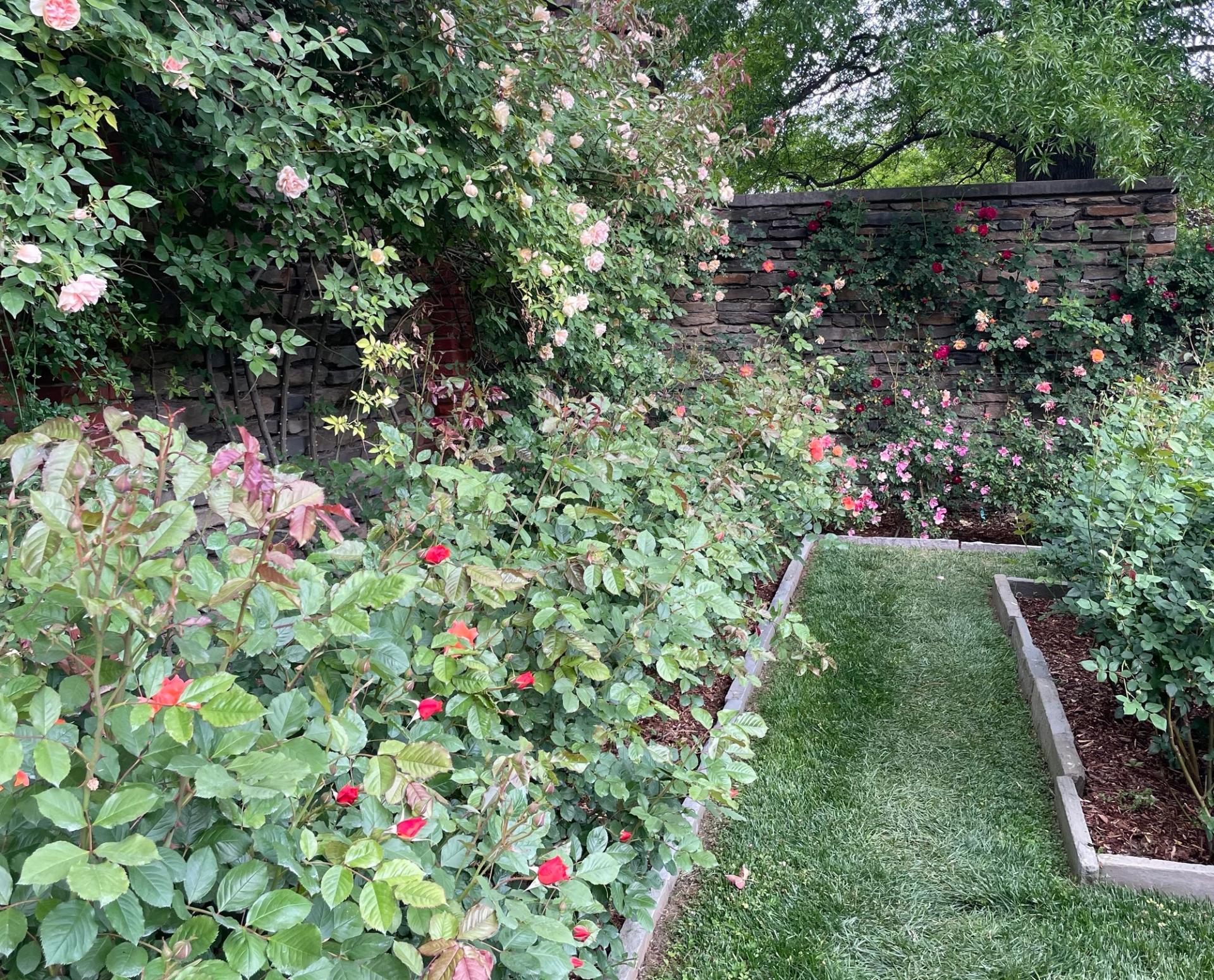 An American Beauty Rose in bloom.