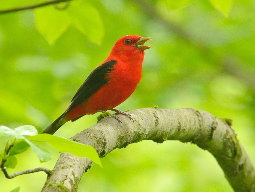 A red songbird perched on a tree branch.