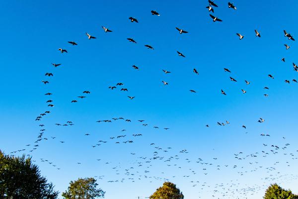 Protect the Birds Migrating Over Oregon image