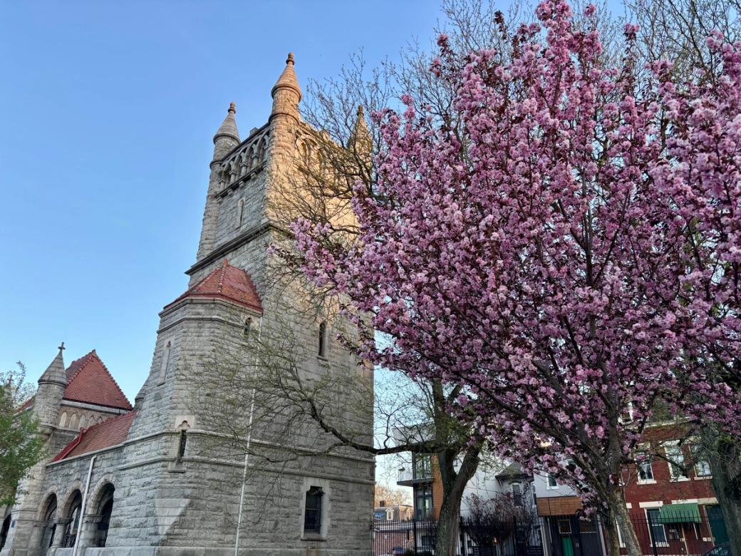 pink blooms on plum tree and gothic revival building