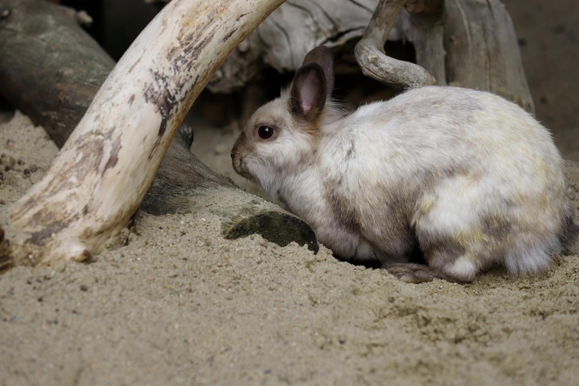 A pygmy rabbit digging in the dirt.
