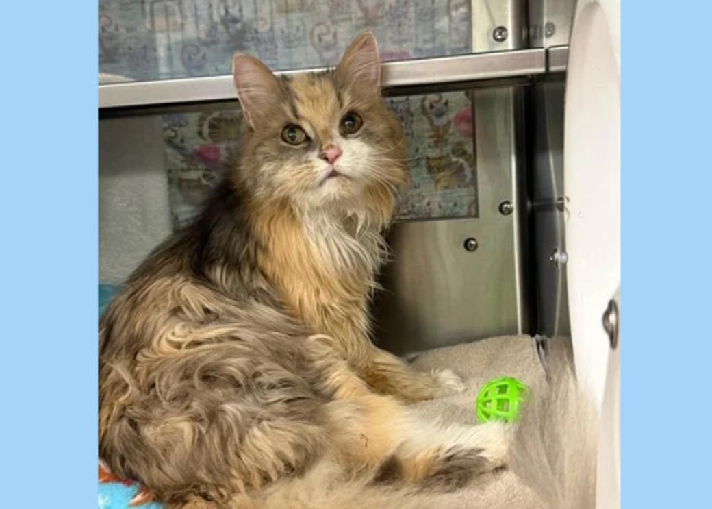 A furry light brown cat sitting with a green ball.
