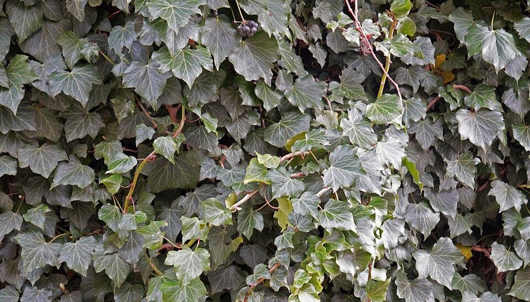 An image of overgrown English ivy