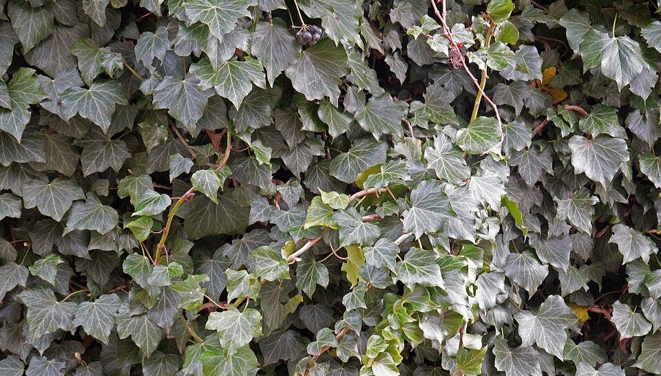 An image of overgrown English ivy