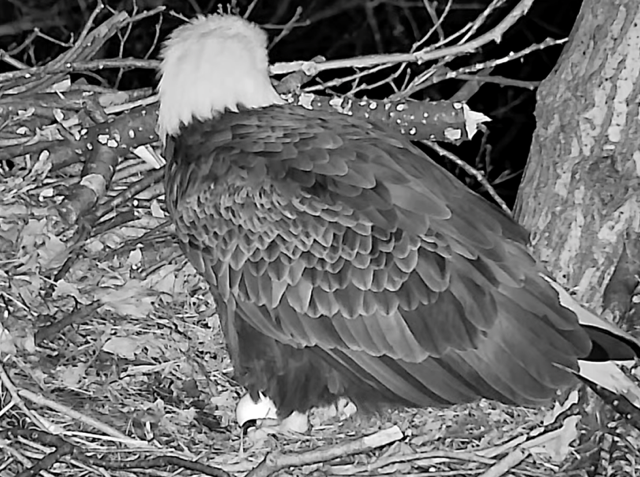 The Hays Bald Eagle protects its first egg of 2024. (The Audubon Society of Western Pennsylvania)