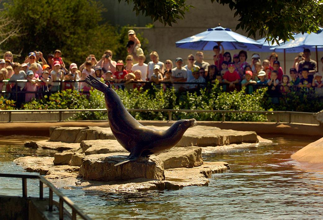 A California sea lion balancing on its front flippers on a rock, surrounded by water. A large crowd watches in the background.
