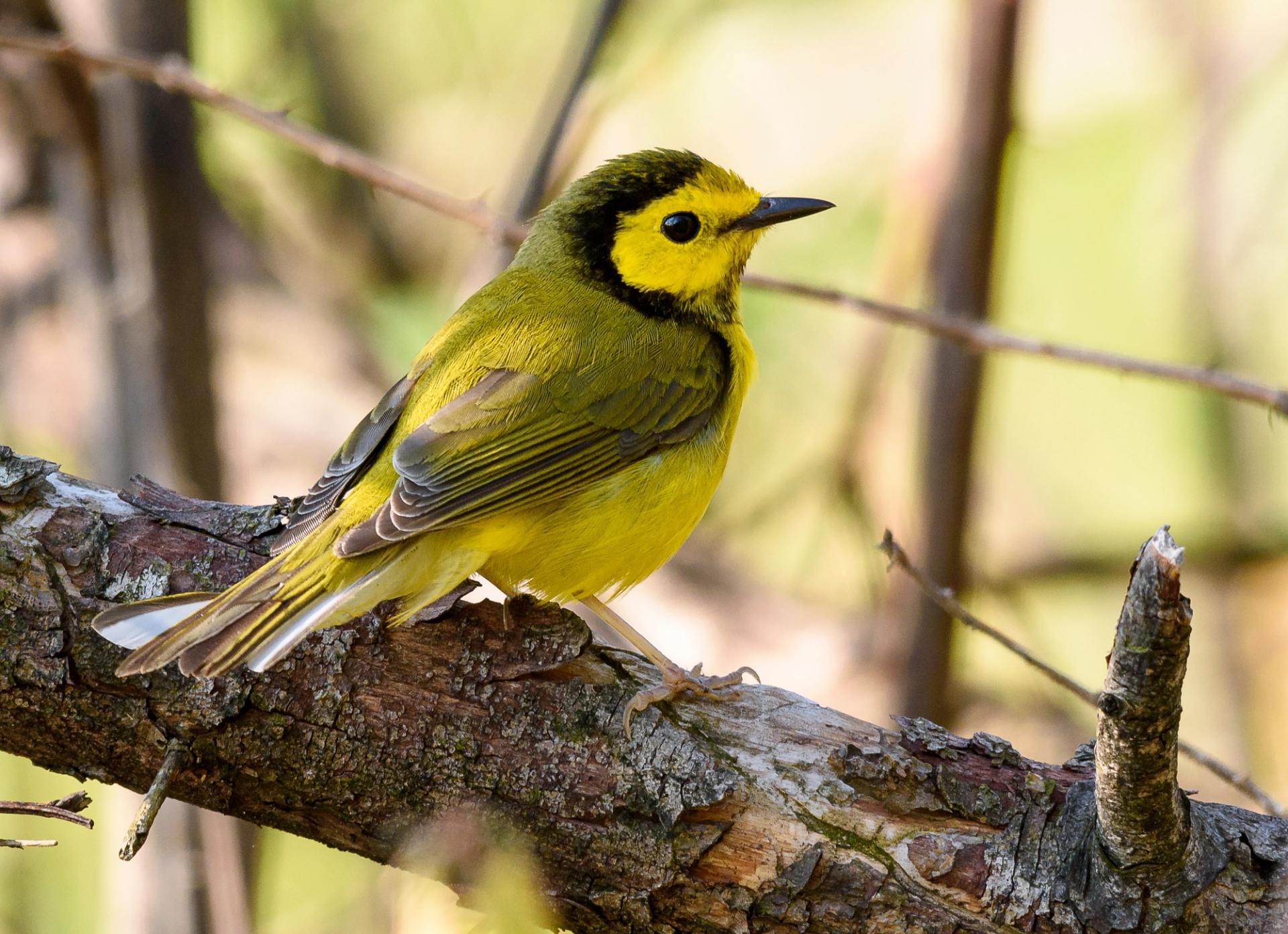 Hooded Warblers are landing in Allegheny County this month. (Larry Keller, Lititz Pa./Getty Images)