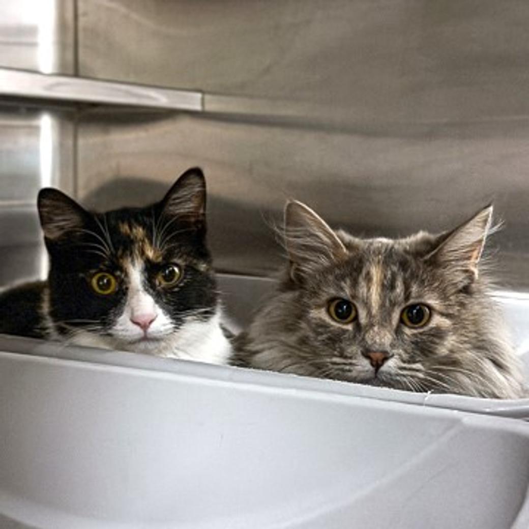 Two cats, one black and white and one gray, peeking. 