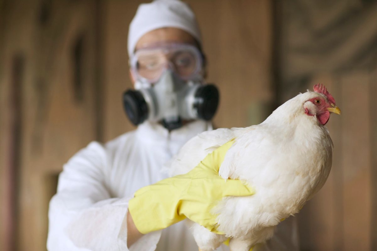 What You Need to Know About Colorado's Bird Flu Outbreak - City Cast Denver