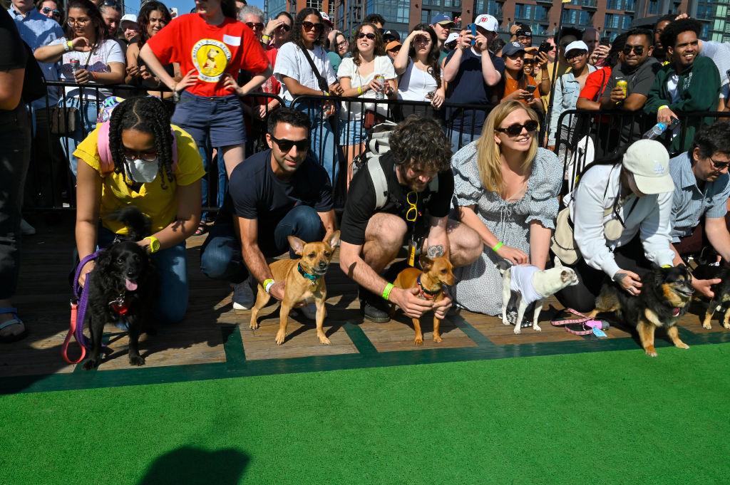 The Running of the Chihuahuas.