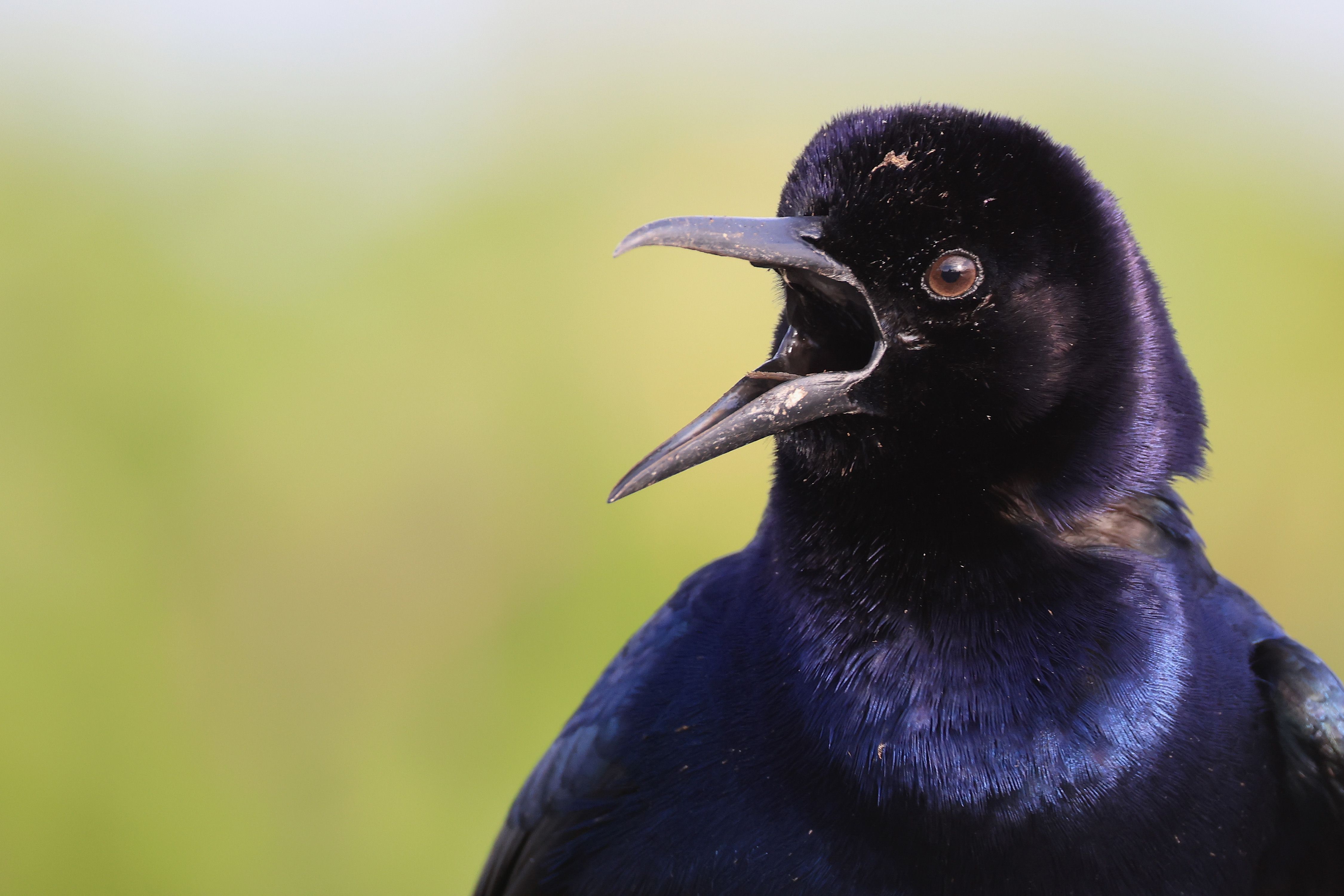 A Guide to Austin's Grackles - City Cast Austin