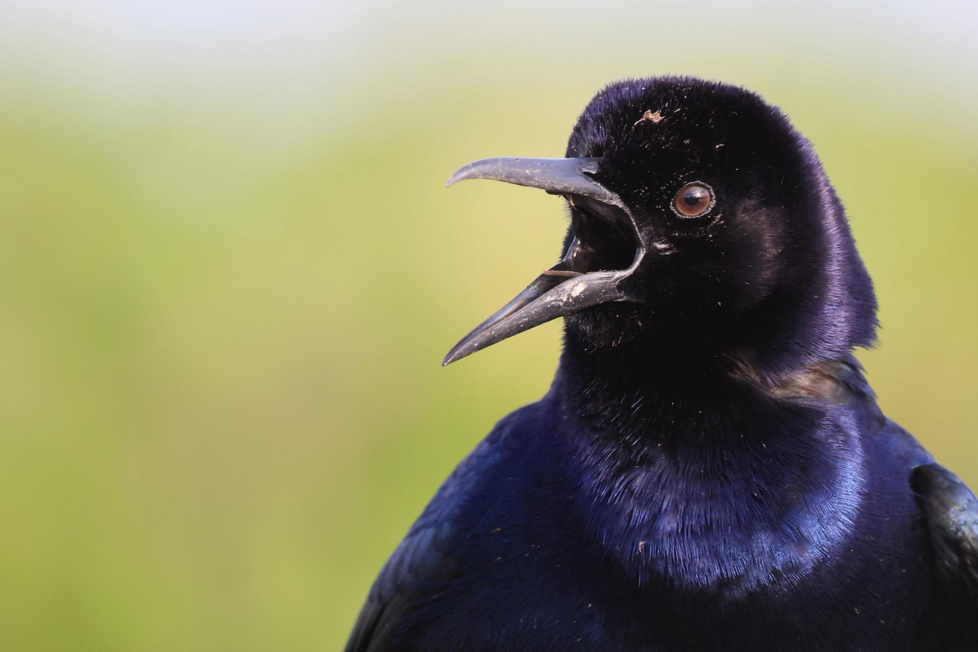 A black bird with its beak open against a green background.