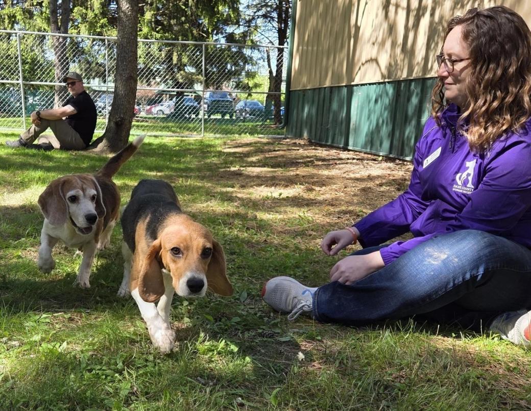 A woman sits with a beagle on some green grass.