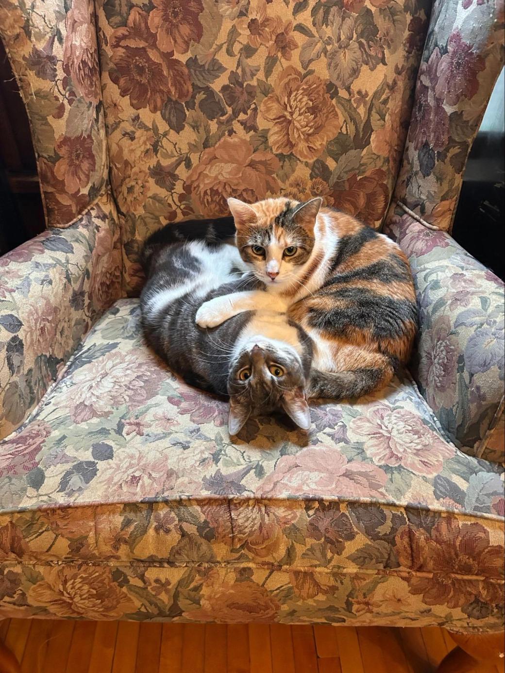 A gray and calico cat curled up together on a floral armchair.