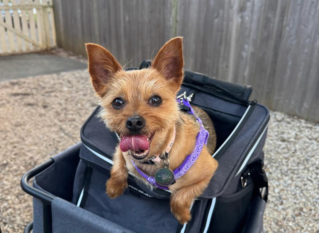 A small tan terrier mix with perky ears, tongue out, and a purple harness sits happily in a gray pet stroller in an outdoor fenced area.