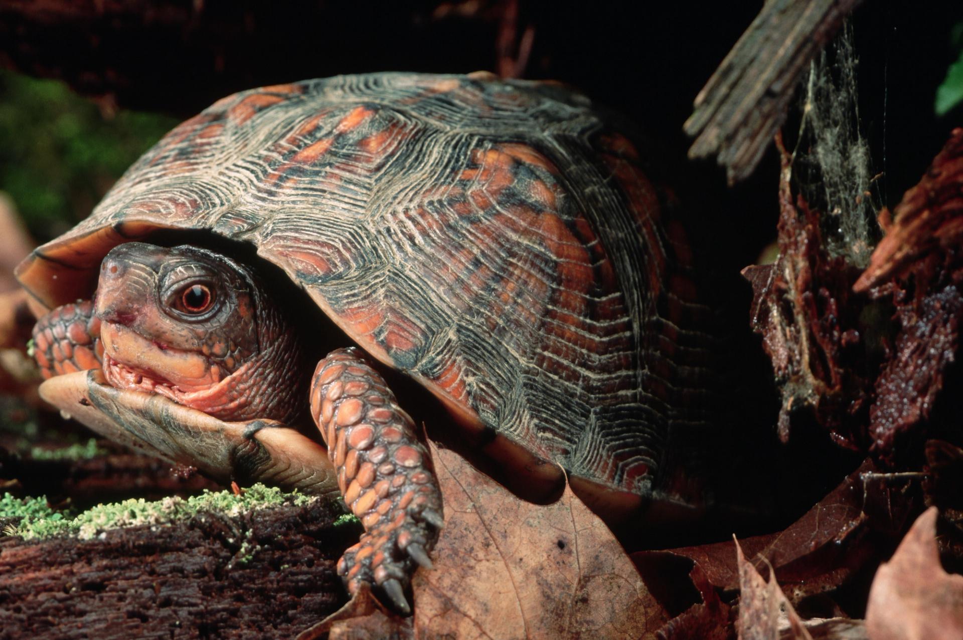 eastern box turtle on a rock
