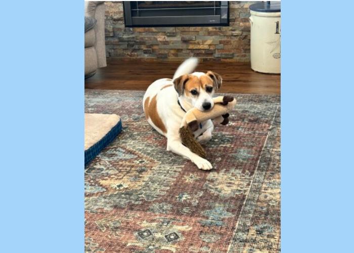 A dog lays on a rug with a toy in his mouth and his tale wagging.