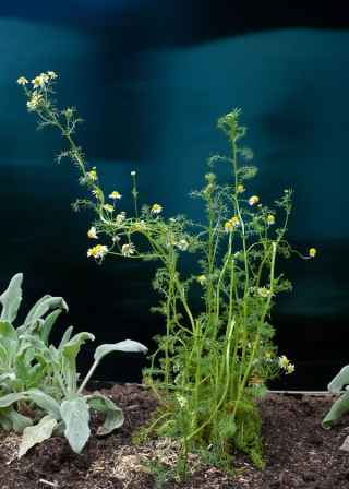 Marguerite Humeau, Surface Horizon, 2021. Julia Andréone