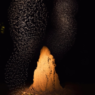 Marguerite Humeau, Collective Effervescence, 2023.