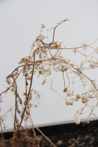 Marguerite Humeau, Surface Horizon, 2021. Alexia Vénot.