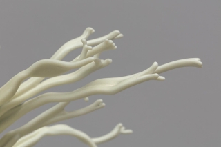 Marguerite Humeau, Dilata (II) The frustration to be stuck into one body, Dilata grows all the lives that you could have had. Inspired by the plant Mimosa Hostilis that triggers hallucinations and schizophrenia., 2022.