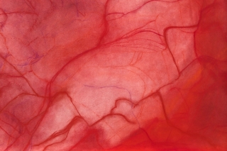 Marguerite Humeau, Bacteria Eating the Dead Cadaver of a Bird, 2022.