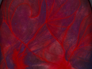 Marguerite Humeau, Afterkindling: the warmth that begins where life ends, the tenderness of a body becoming sustenance for others - the acceptance of dissolution., 2025. Julia Andréone.
