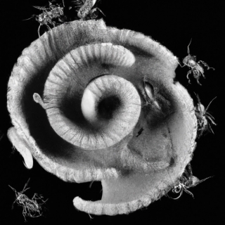 Marguerite Humeau, Collective Effervescence, 2023.