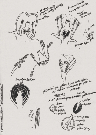 Preparatory sketch for Rise