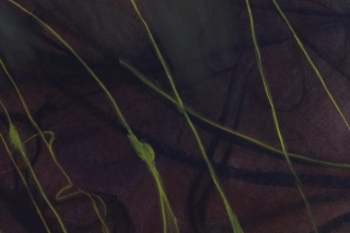 Marguerite Humeau, A Fungal Network and a Root Tip Exchanging Nutrients, 2022.