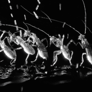 Marguerite Humeau, Collective Effervescence, 2023.