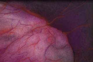 Marguerite Humeau, Fungi Decomposing a Leaf II, 2022.