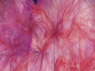 Marguerite Humeau, III - I observed the pulsations of a mound, like a lung inhaling and exhaling, porous, with branching passages., 2022.