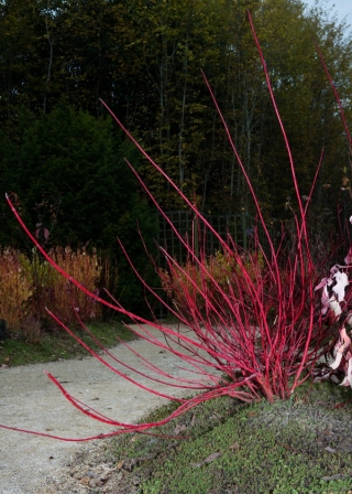 Marguerite Humeau, Riddles, Voyage d’hiver, 2017. Julia Andréone.