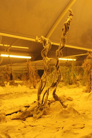 Marguerite Humeau, Surface Horizon, 2021. Alexia Vénot.