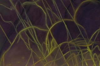 Marguerite Humeau, A Fungal Network and a Root Tip Exchanging Nutrients, 2022.