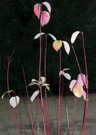 Marguerite Humeau, Riddles, Voyage d’hiver, 2017. Julia Andréone.