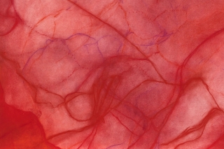 Marguerite Humeau, Bacteria Eating the Dead Cadaver of a Bird, 2022.