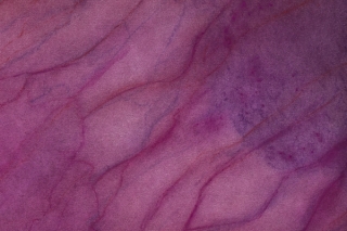 Marguerite Humeau, Ultraviolet Radiation on the Skin of an Oak Leaf, 2022.