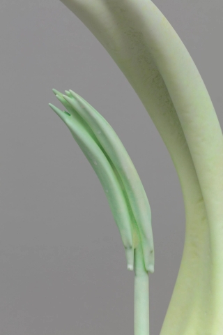 Marguerite Humeau, Eleusis, The desire to care less about things, to loosen your grip on your life, to hold your life playfully like a volleyball. Inspired by the plant Fumaria that bears the signature of blood vessels and supports blood activation., 2022.