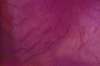 Marguerite Humeau, Ultraviolet Radiation on the Skin of an Oak Leaf, 2022.