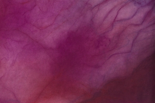 Marguerite Humeau, Ultraviolet Radiation on the Skin of an Oak Leaf, 2022.