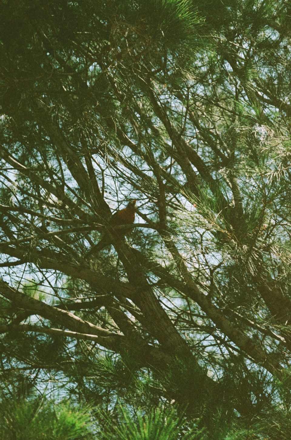 Photograph, Australia, 2026