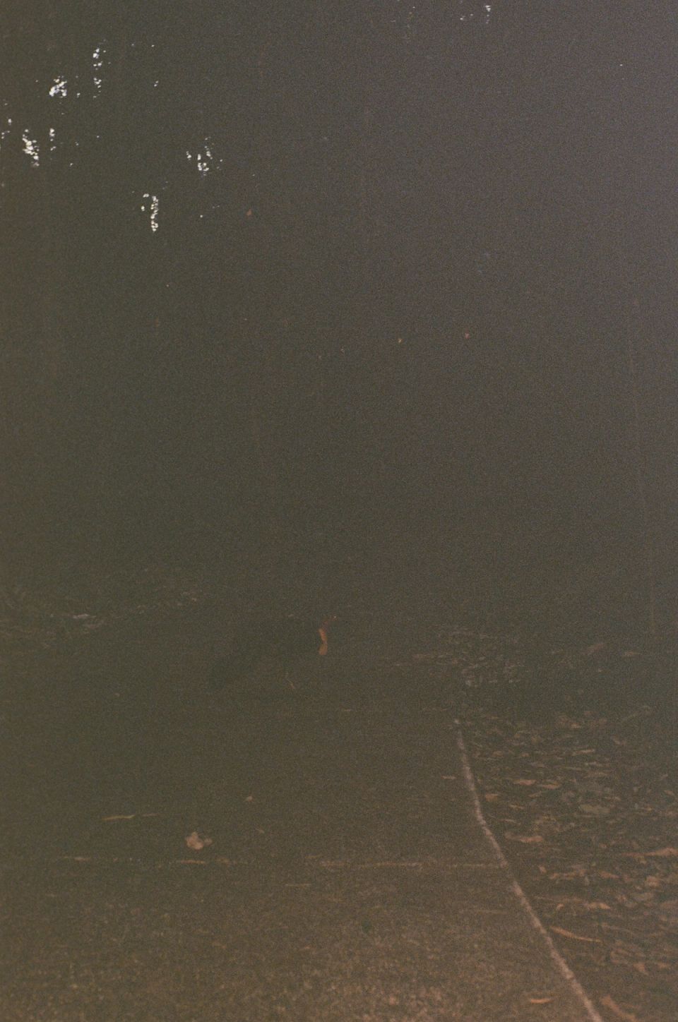 Photograph, Australia, 2026