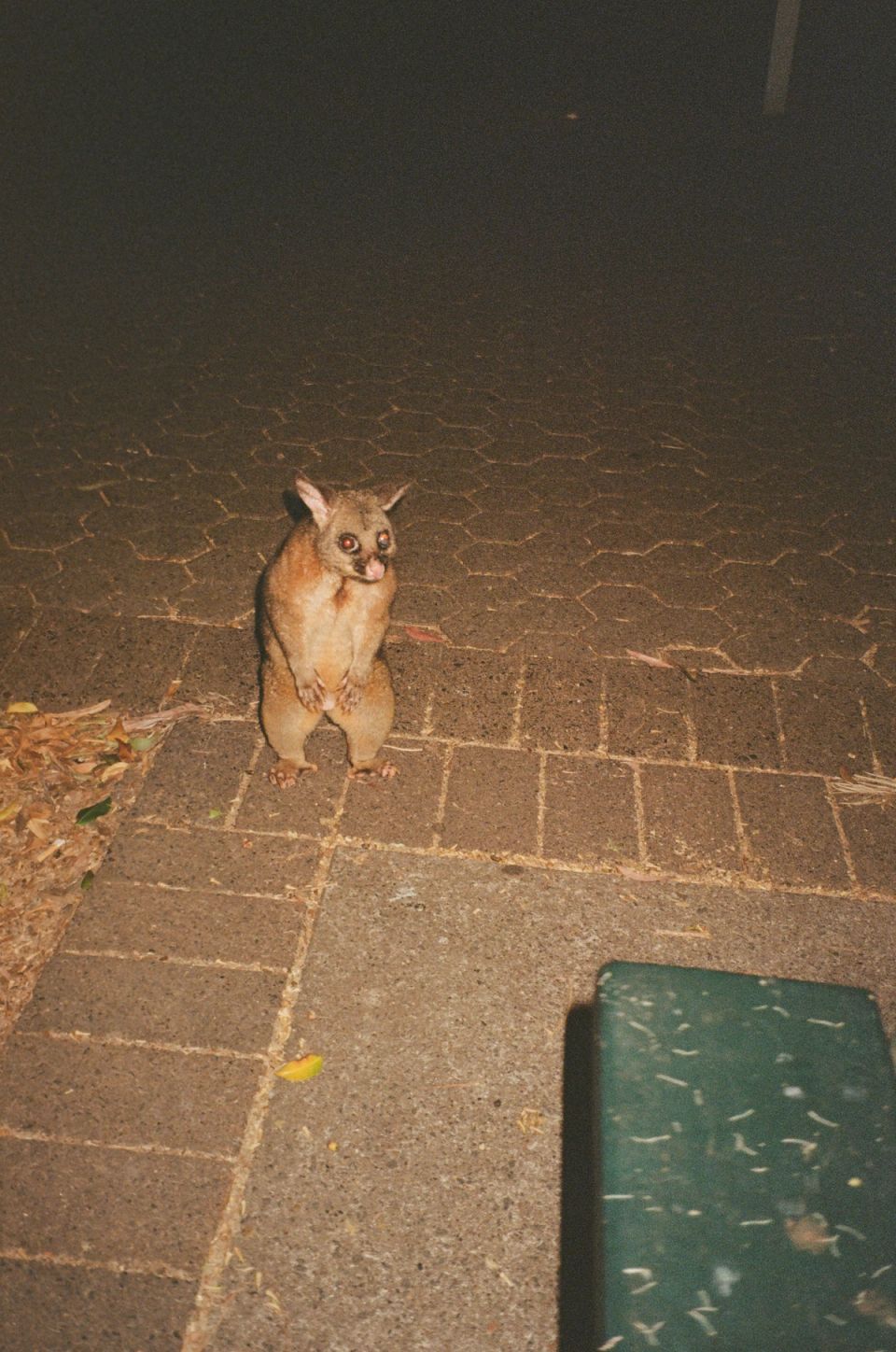 Photograph, Australia, 2026